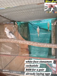 Cockatiels available