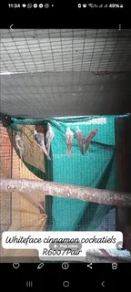 Cockatiels available