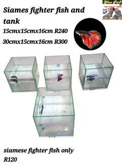 Siamese fighter fish tanks
