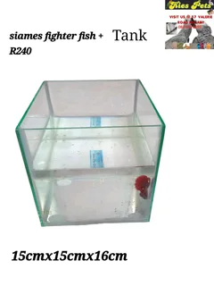 Siamese fighter fish tanks
