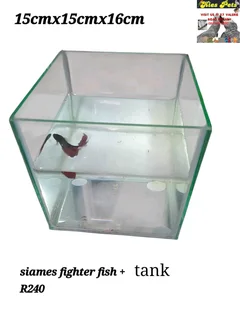 Siamese fighter fish tanks