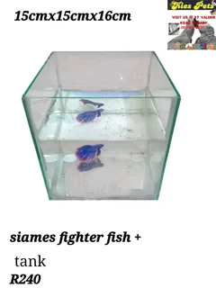 Siamese fighter fish tanks