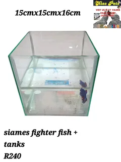 Siamese fighter fish tanks