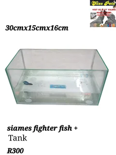 Siamese fighter fish tanks