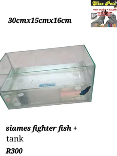 Siamese fighter fish tanks