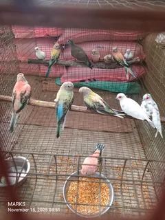 Bourke birds available