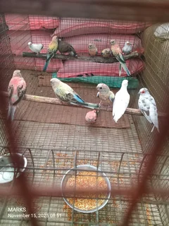 Bourke birds available