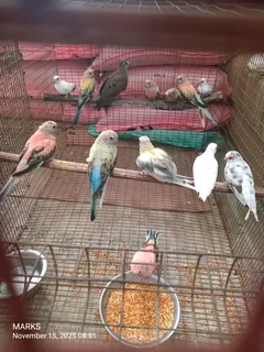 Bourke birds available