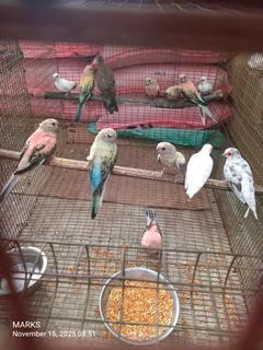 Bourke birds available