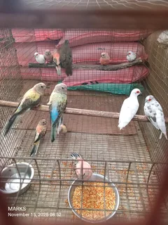Bourke birds available