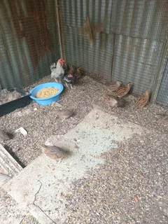 Jumbo quails