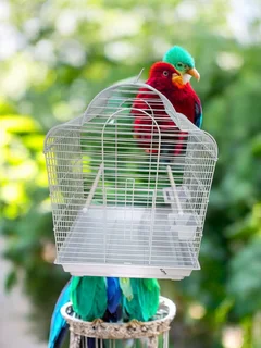 Arched roof medium bird cage