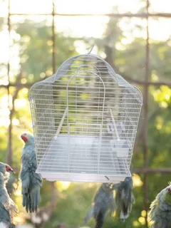Arched roof medium bird cage