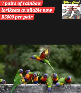Rainbow lorikeets