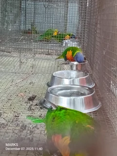 Rainbow lorikeets