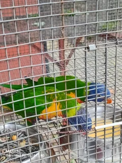 Rainbow lorikeets