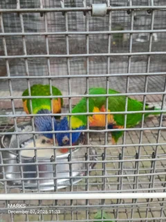 Rainbow lorikeets
