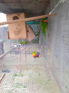 Rainbow lorikeets