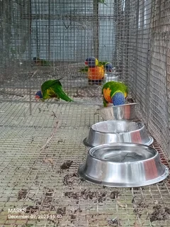 Rainbow lorikeets