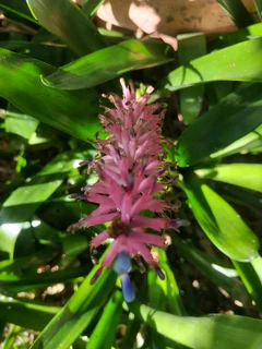 BROMELIAD PLANTS