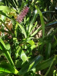Bromeliad Plants