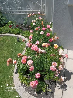 Am looking for as gardener or out door  cleaning