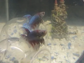 Betta fish