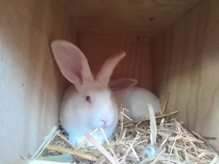Flemish giant rabbits