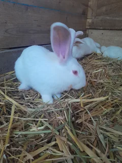 Flemish giant rabbits