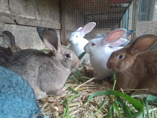Flemish giant rabbits