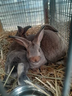 Flemish giant rabbits