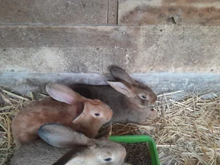 Flemish giant rabbits