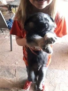 German shepherd puppies for sale