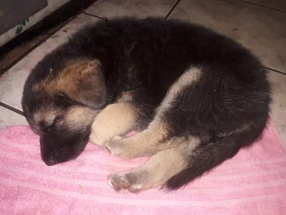 German shepherd puppies for sale