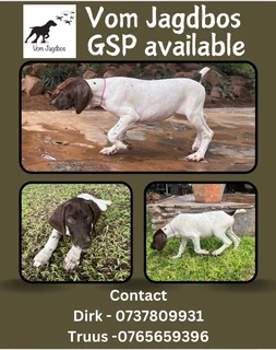 German Shorthaired Pointers (GSP)