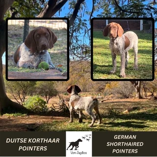 German Shorthaired Pointers (GSP)
