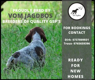 German Shorthaired Pointers (GSP)