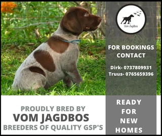 German Shorthaired Pointers (GSP)