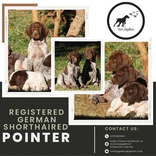 German Shorthaired Pointers (GSP)