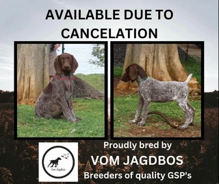 German Shorthaired Pointers (GSP)