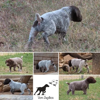German Shorthaired Pointers (GSP)