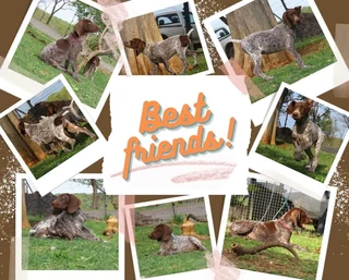 German Shorthaired Pointers (GSP)