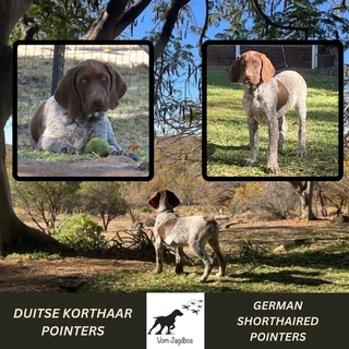Pointer - German Shorthaired Pointer