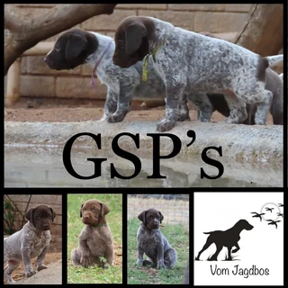 Pointer - German Shorthaired Pointer