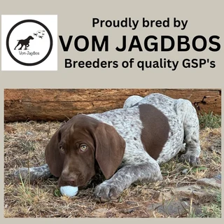 Pointer - German Shorthaired Pointer