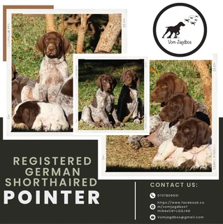 Pointer - German Shorthaired Pointer