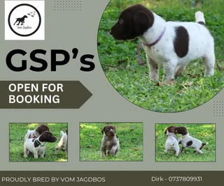 Pointer - German Shorthaired Pointer