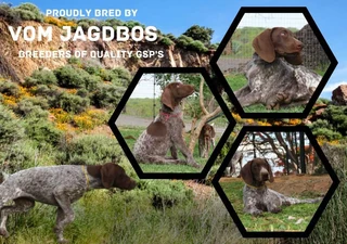 GSP - German Shorthaired Pointers