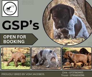GSP - German Shorthaired Pointers