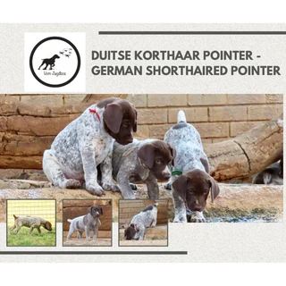 GSP - German Shorthaired Pointers